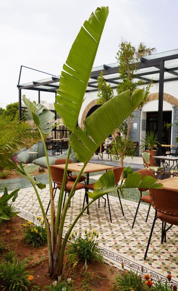 Outdoor dining terrace with lush tropical banana plants, tiled patio flooring, wooden tables, and lounge seating.